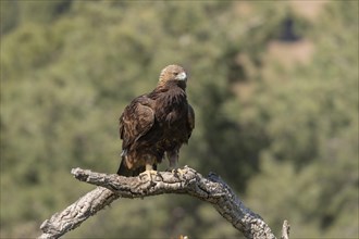 Golden eagle