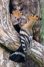 Hoopoe