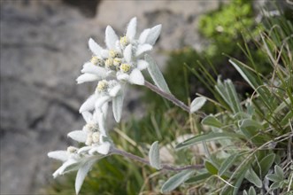 Alpine edelweiss
