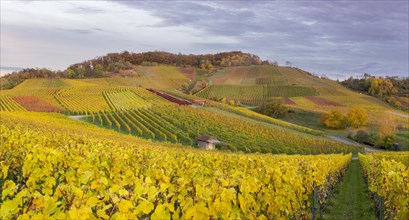 Vineyards in autumn near Korb in the Rems Valley