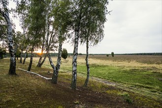 Flowering heath and birch trees