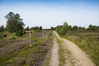 Flowering heath and hiking trail