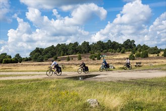 Flowering heath and cyclists