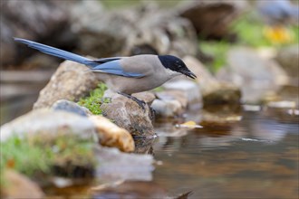 Azure-winged magpie