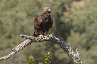 Golden eagle