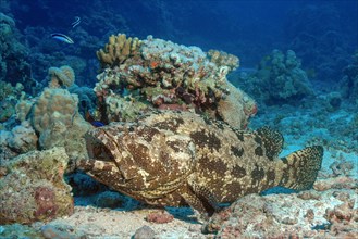 Bullhead grouper