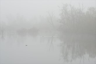 Fog in the Moor