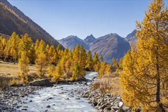 River Lonza with autumn larches
