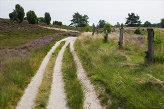 Flowering heath and hiking trail