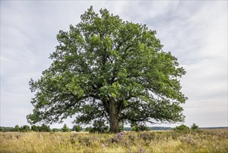 Oak and flowering heath