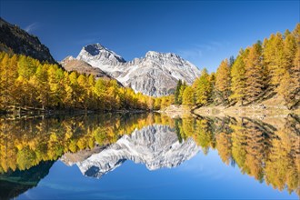 Autumn larch forest at Lake Palpuogna in front of a mountain panorama