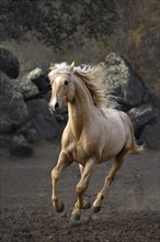 Spanish Palomino stallion at a gallop