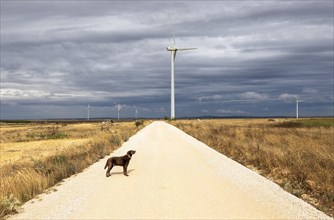 Dog in front of wind turbines on the Paramo de Masa plateau