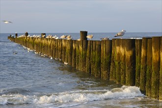 Seagulls sitting on groynes on the North Sea coast