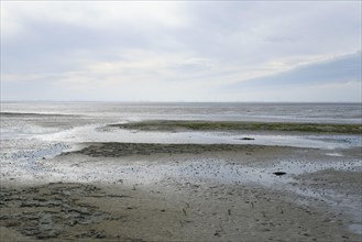 Low tide on the North Sea coast