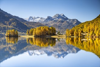Autumnal larch forest and snow-covered mountains are reflected in the Lake Champfer