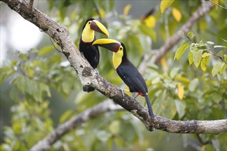 A pair of Swainson's toucans or Brown-backed toucans