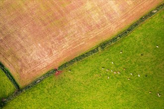 Top Down view of Fields and Cows from a drone