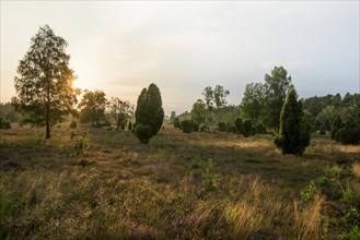 Flowering heath and juniper