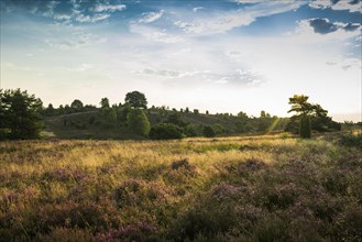 Flowering heath and juniper