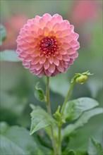 Decorative dahlias