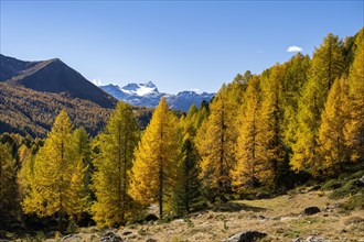 Autumn larch forest off Pizzo Scalino