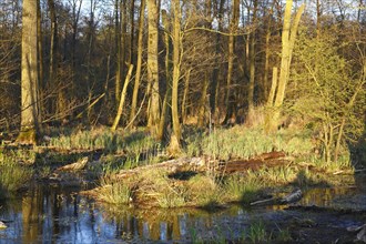 Flooded softwood forest