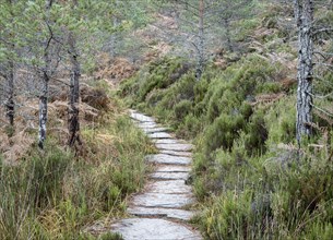 Forest path at Loch Maree