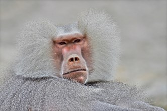 Head of a male baboon