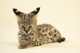 Serval