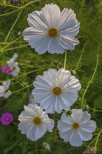 White flowers of the mexican aster