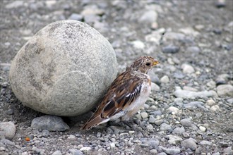 Snow bunting in front of round rock