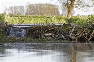 Dammed stream by a European beaver