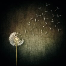 A lot of seeds escape from a dandelion flower on a gray backround