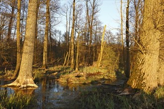 Flooded softwood forest in spring in the Peene Valley River Landscape nature Park