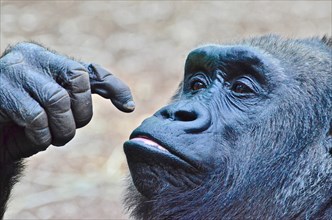 Male gorilla pointing at himself