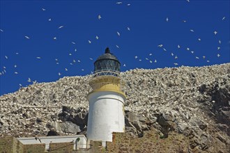 Lighthouse and bird cliff with gannets