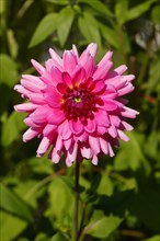Pink Flowering Dahlia