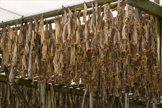 Cod stockfish drying on rack