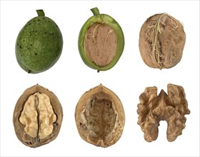 Common persian walnut