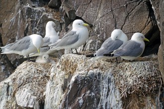 Kittiwakes with young sitting on rocks