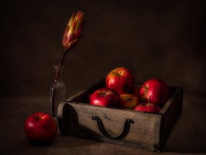 Still Life with Apples in Old Wooden Box