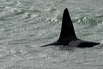 Fin of an orca whale near the beach