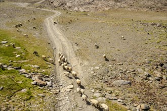A flock of sheep and goats grazing on the slope of Sierra Nevada mountains