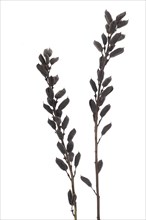 Seed stand of indigo lupine