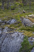 White-tailed eagle