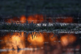 Reflection of the sunrise on a flooded meadow in the floodplain forest in winter