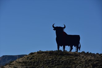 Osborne bull on hill