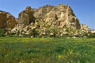 Palm trees on yellow flowering meadow in front of rock face