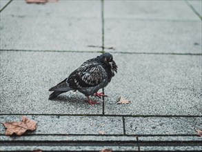 Closeup of the pigeon at the pavement